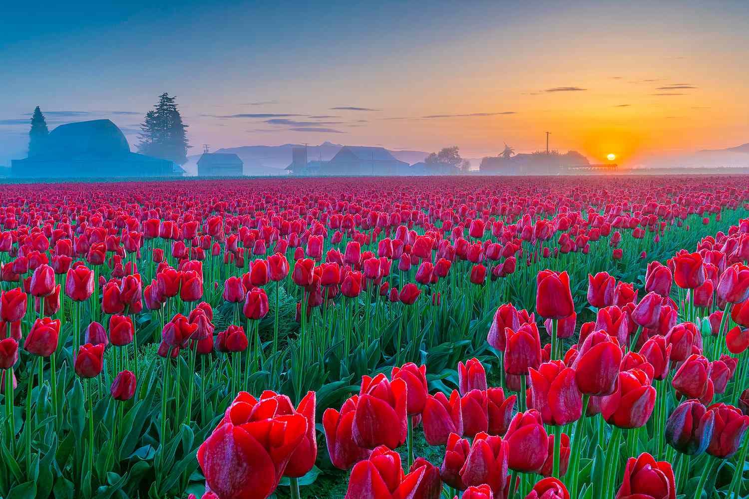 Skagit Valley Tulip Festival