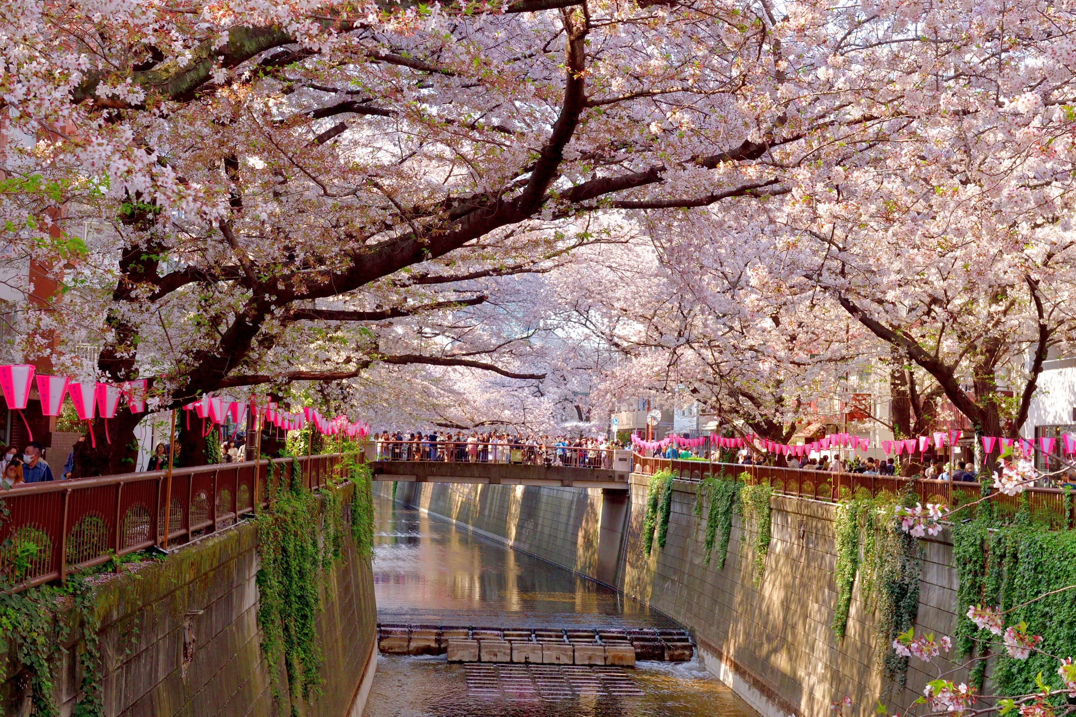 Cherry Blossom Hanami Season (Japan)